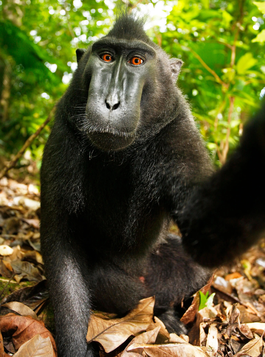 a picture of a full-body photo of a sober-looking, looking at the camera, in a lush tropical forest, with arm stretched out toward camera, apparently triggering the shutter 