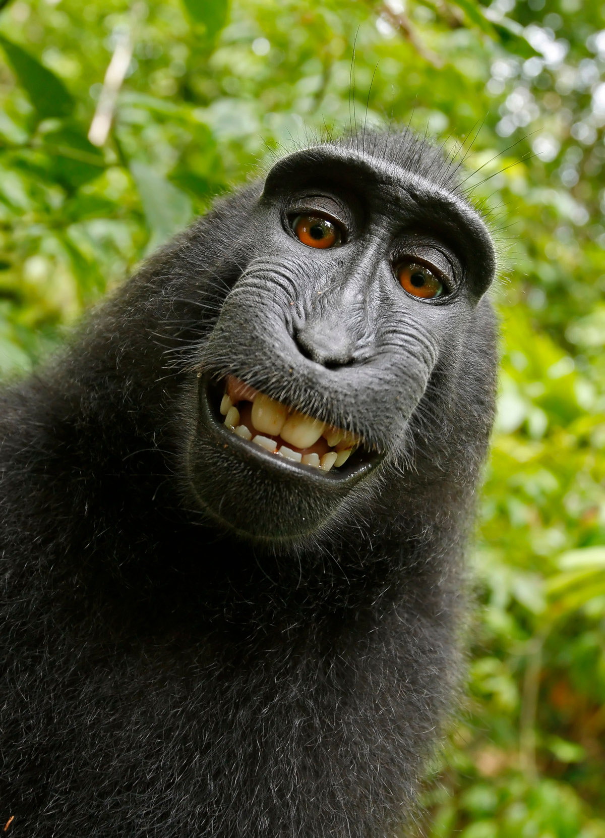 a monkey's face, smiling pleasantly with teeth, looking at camera, with a lush green background - in the style of a selfie